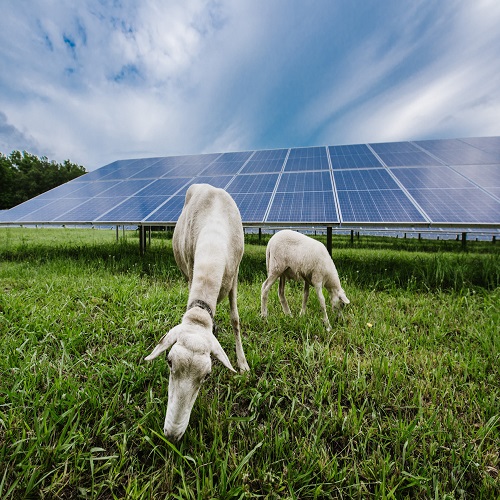 호주 농업 PV 신생 기업은 1 gw의 태양 광 발전을 목표로합니다.